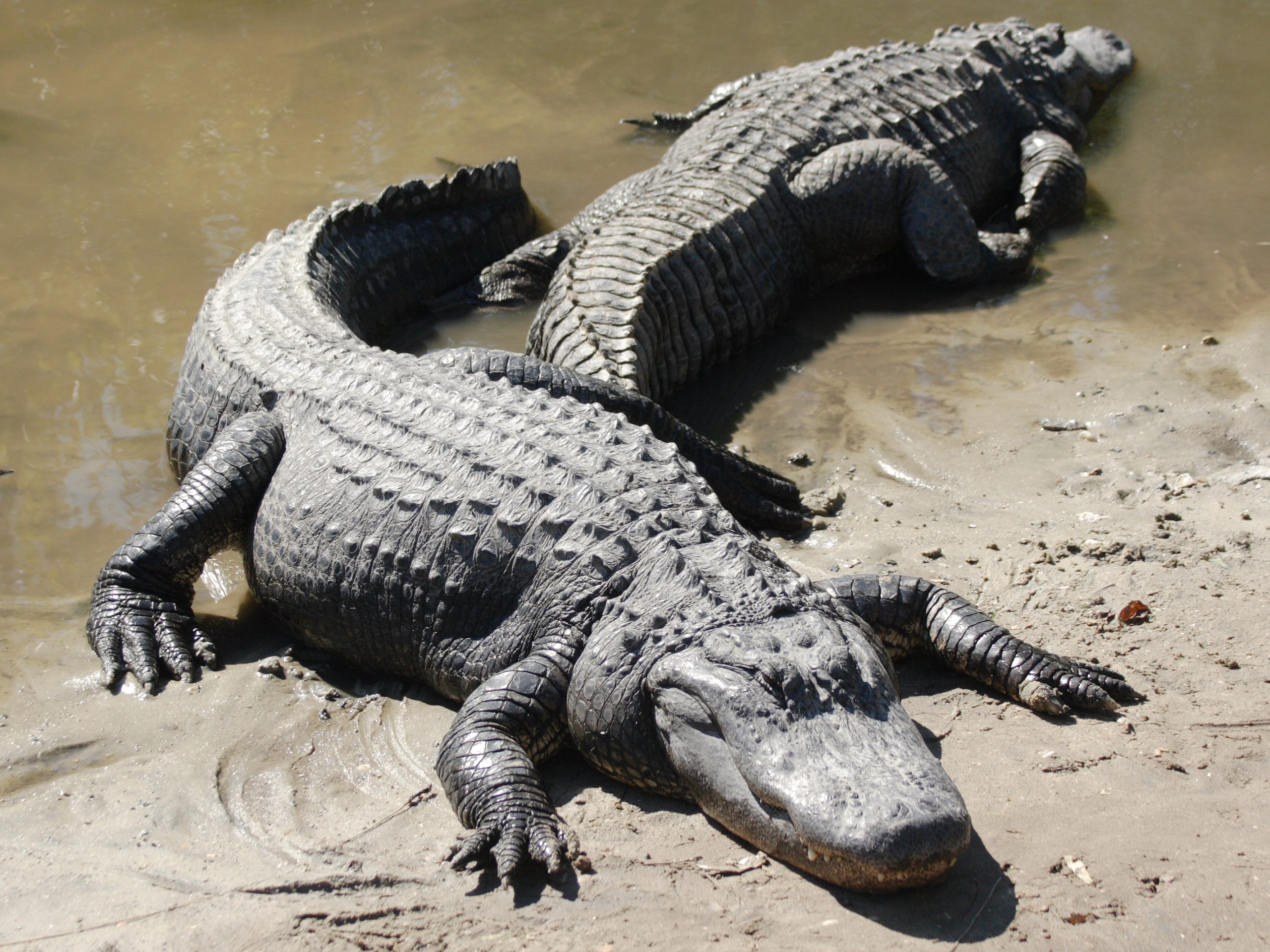wild alligators