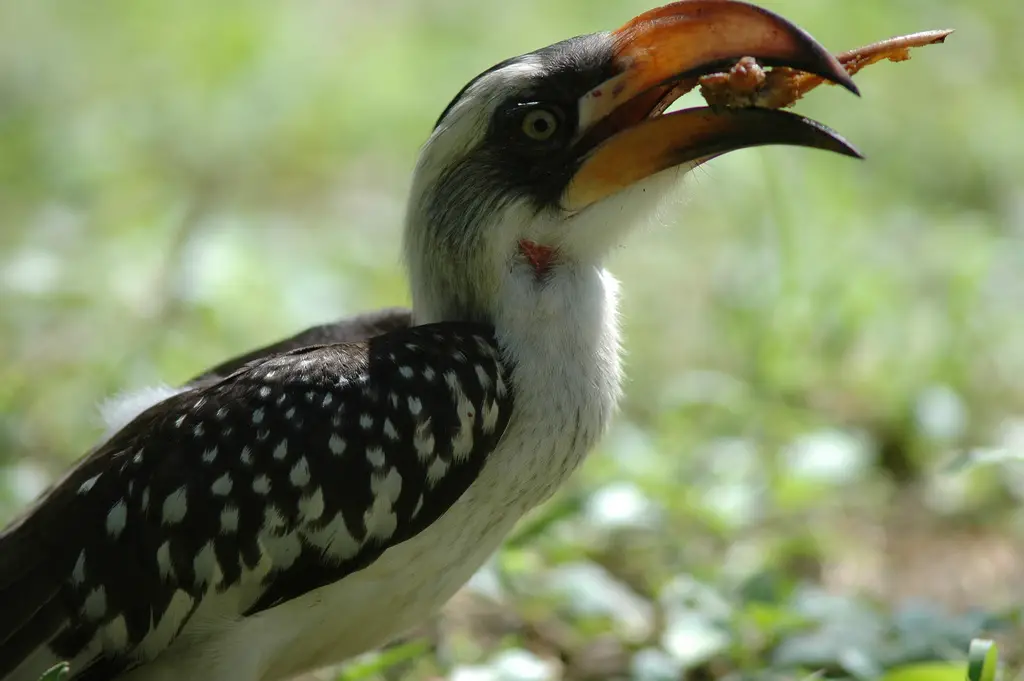 What Eats Hornbills?