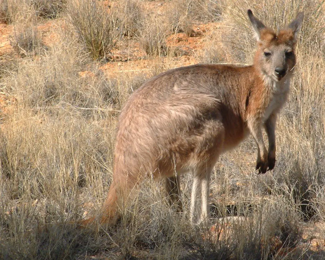 What Eats Kangaroos 