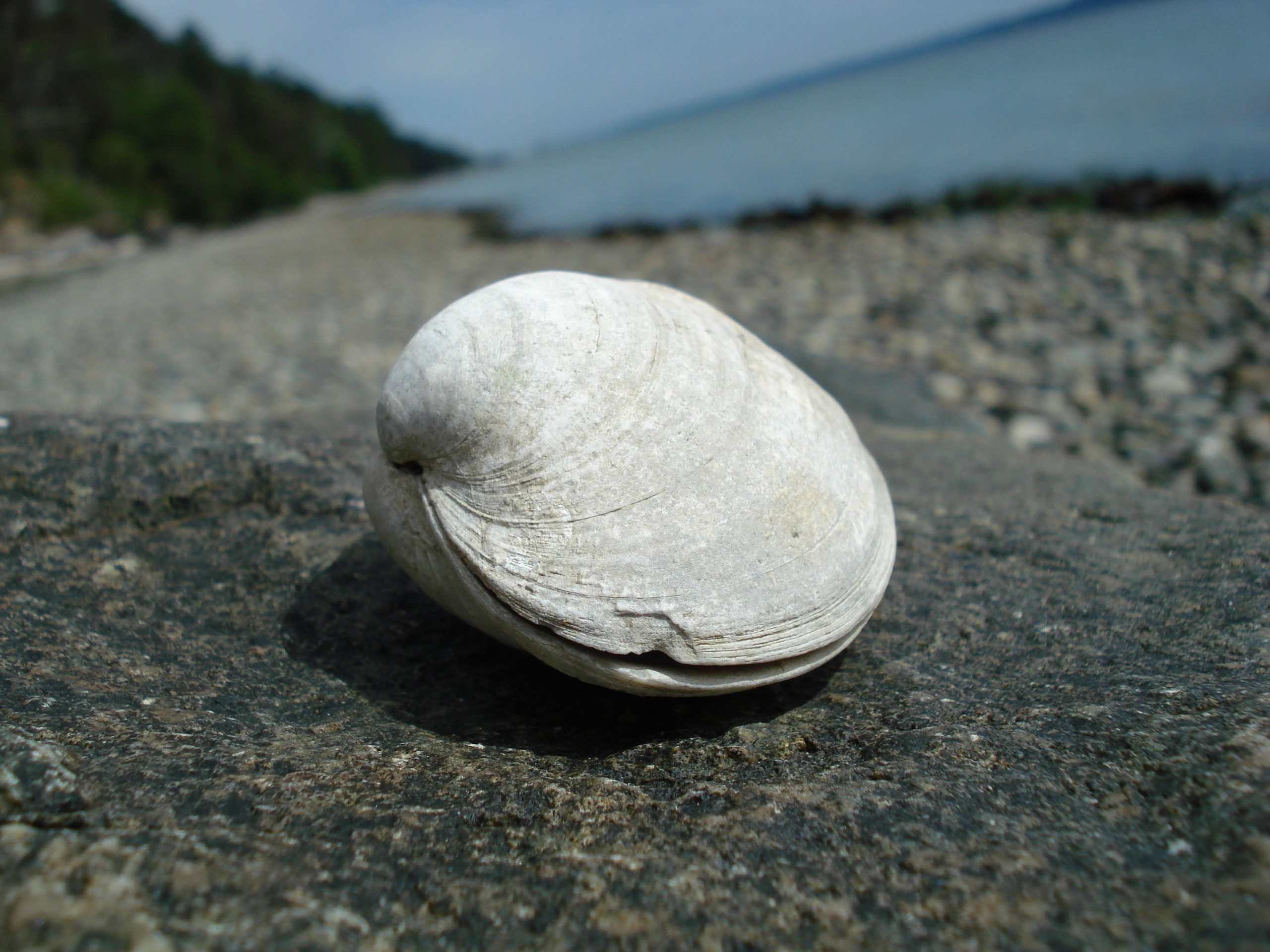 what does a clam look like