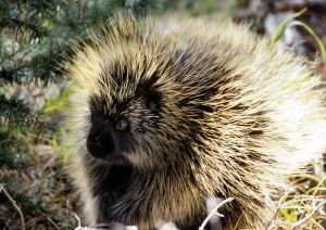 porcupine wildlife eats american porcupines mammals animal hampshire wild family baby north facts close dog who muridae birds