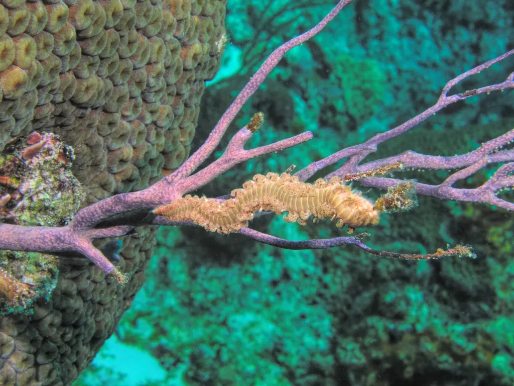 A Bristle Worm On Hard Coral