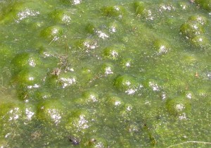 Green Algae Pocked With Air Bubbles