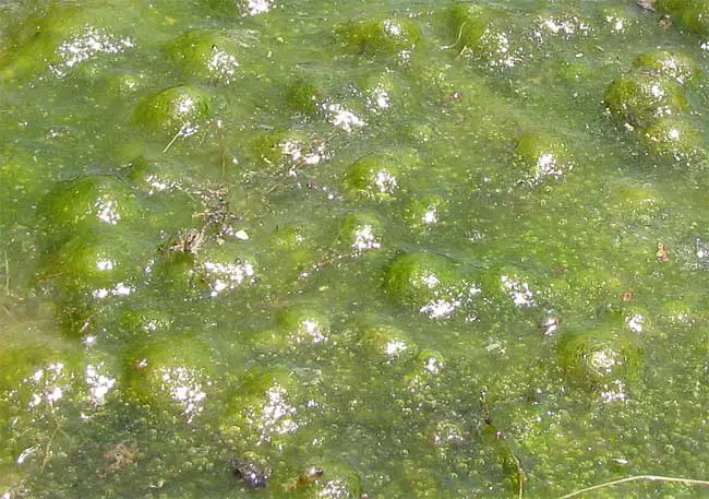 What Eats Algae. Green Algae Pocked With Air Bubbles