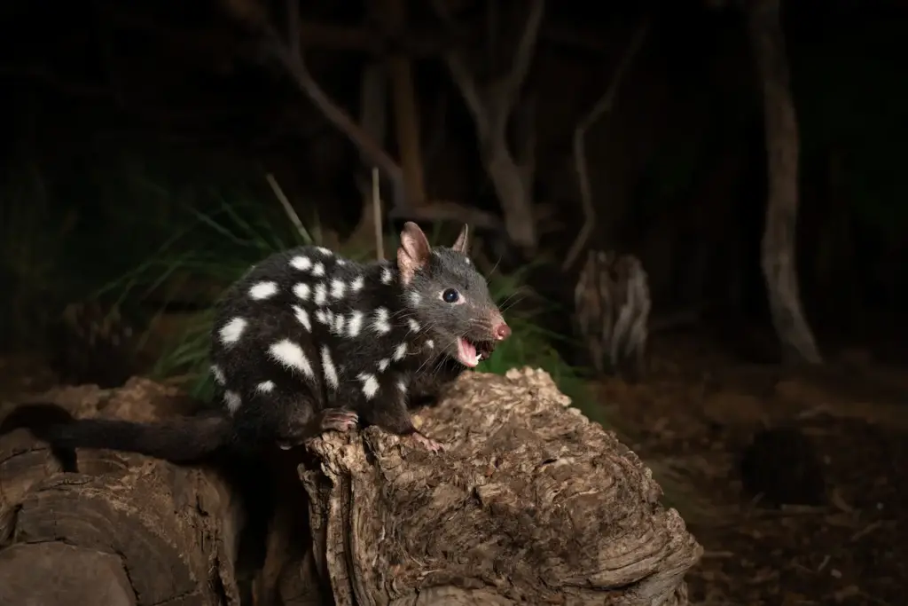 Black Eastern Quoll 