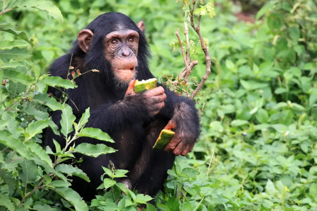 Chimpanzee Eating A Fruit 