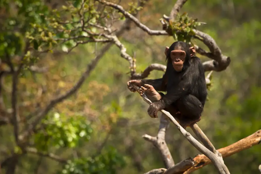 Chimpanzee On A TreeWhat Eats A Chimpanzee 