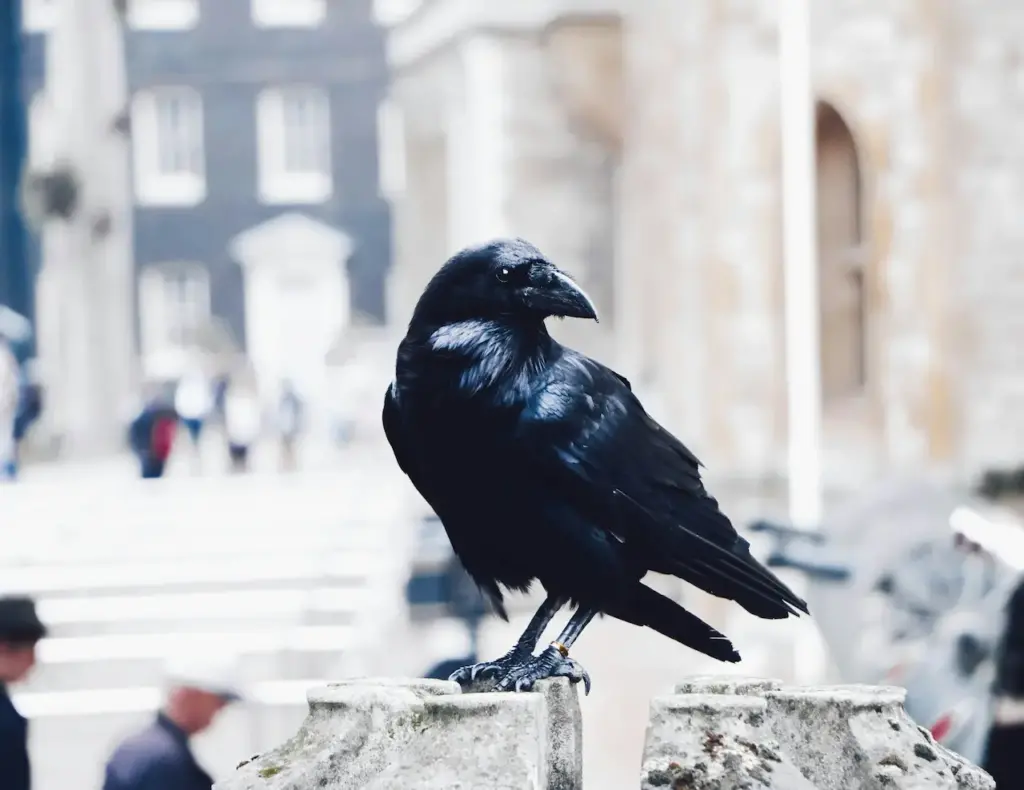 Crow Sitting On A Statue In London