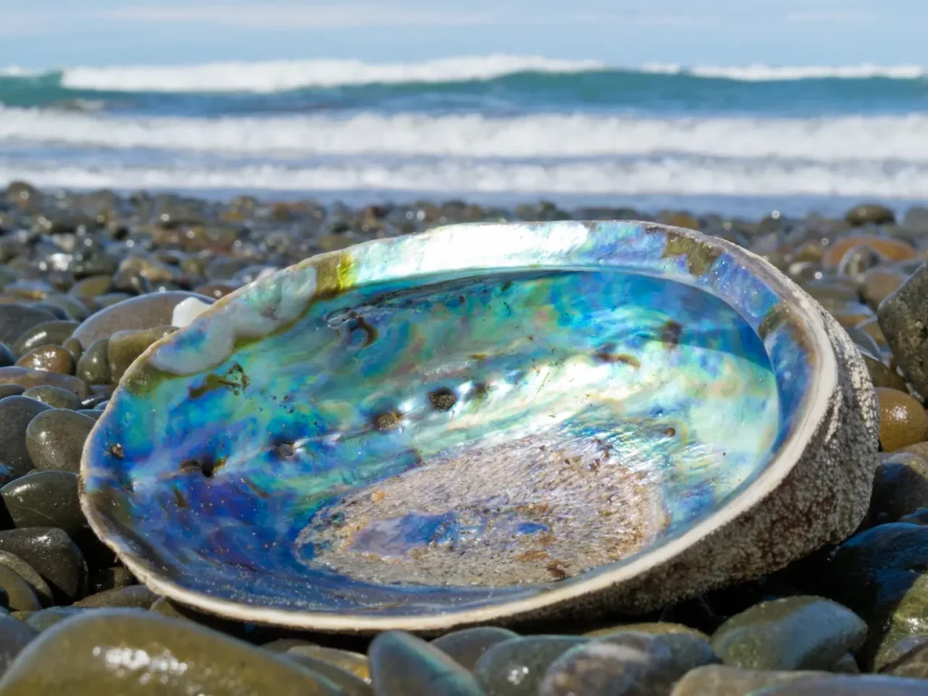 Empty Abalone Shell Upside Down