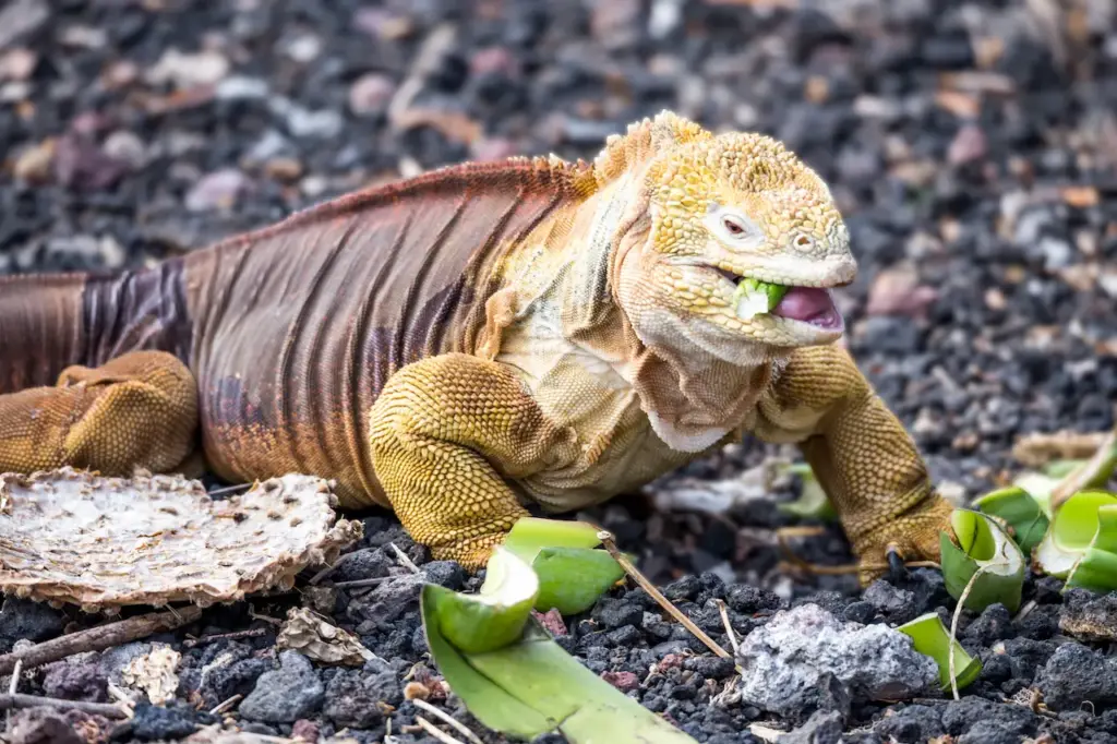 A Galapagos Land Iguana Eating Vegetables