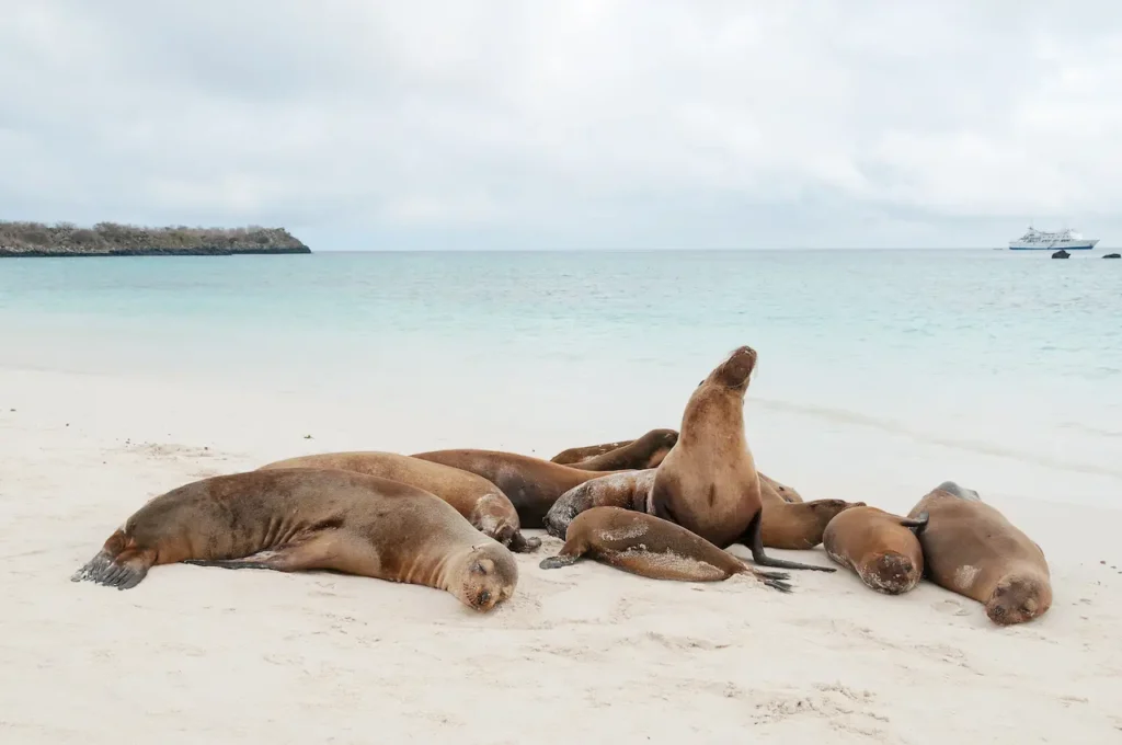 Galapagos Sea Lions Sleeping On A Beach