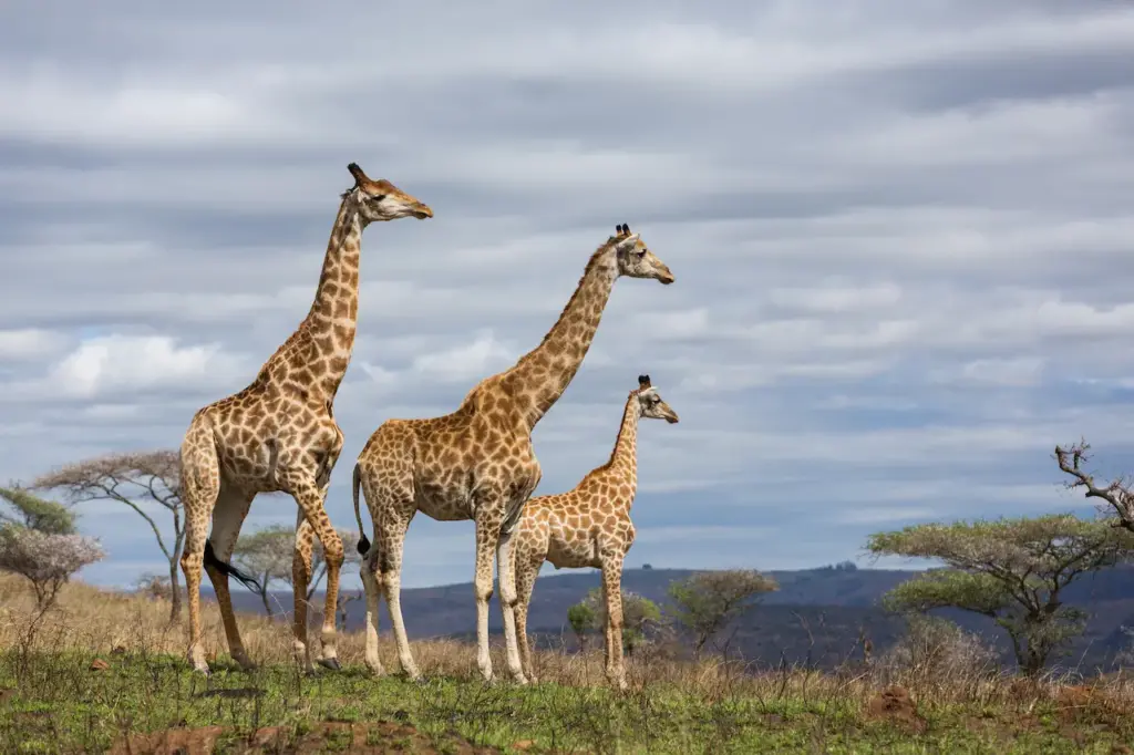 Giraffe's Family 