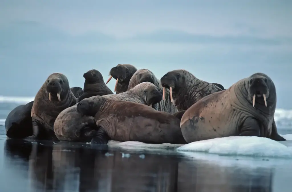 Group Of Walrus On Ice