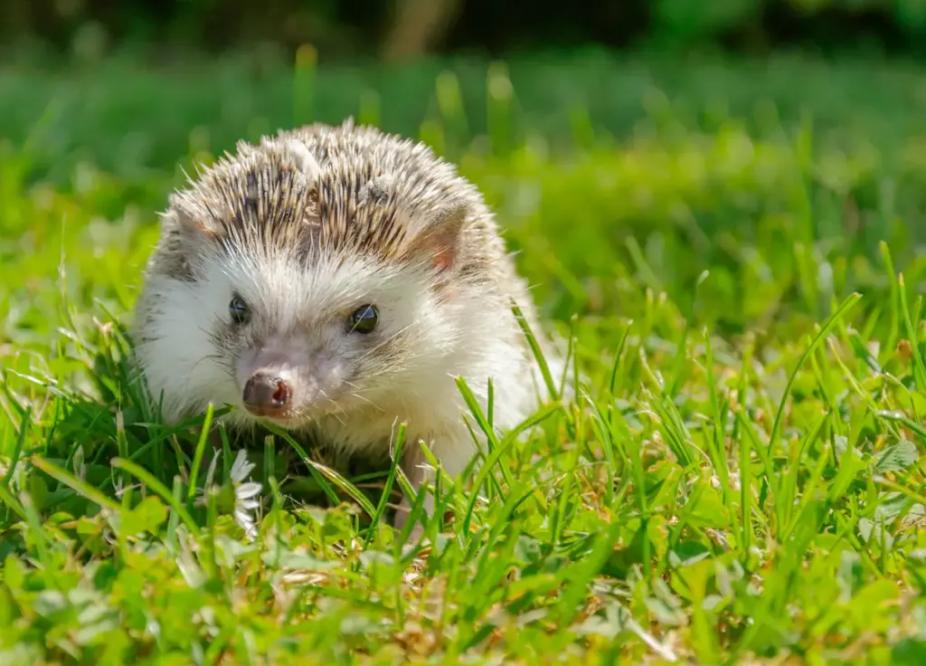 An Hedgehog on Grassy Area
