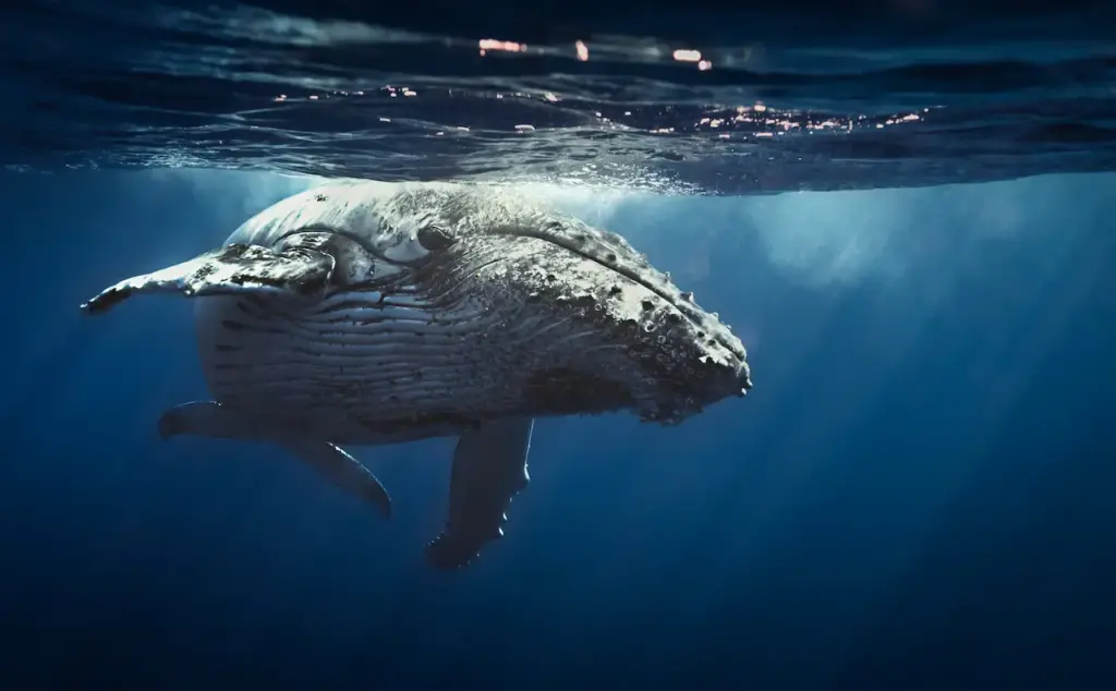 Humpback Whale What Eats A Whale