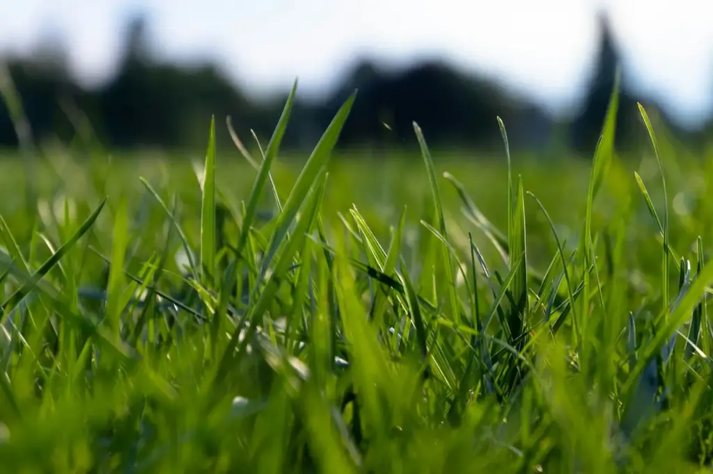 Image of Green Grass 