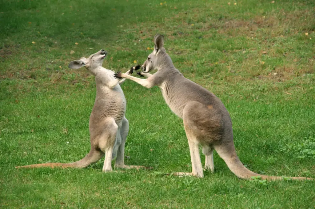 Fighting Kangaroo