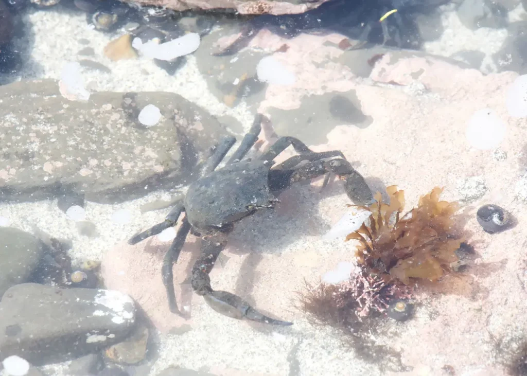 Kelp Crab In Shallow Water