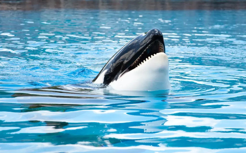 Killer Whale With It's Head Out Of The Water