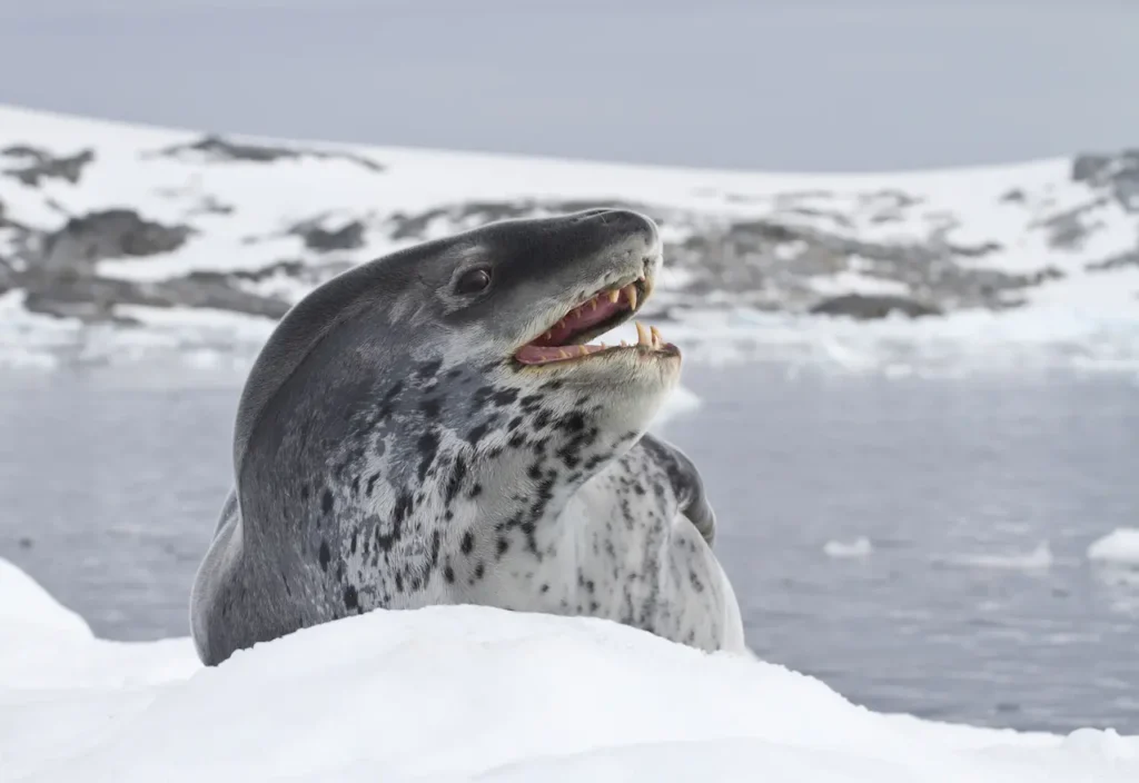 Leopard Seal With Mouth Open Showing Teeth