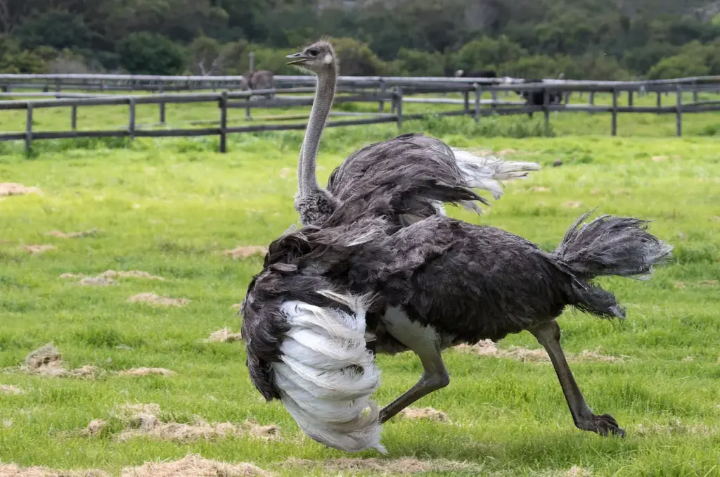 Ostrich Running In The Farm