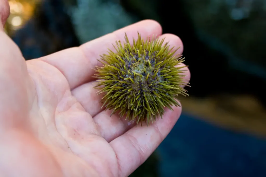 Person Holding A Green Sea Urchin