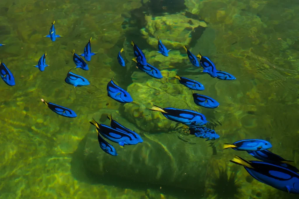 School Of Regal Pacific Blue Tang Fish