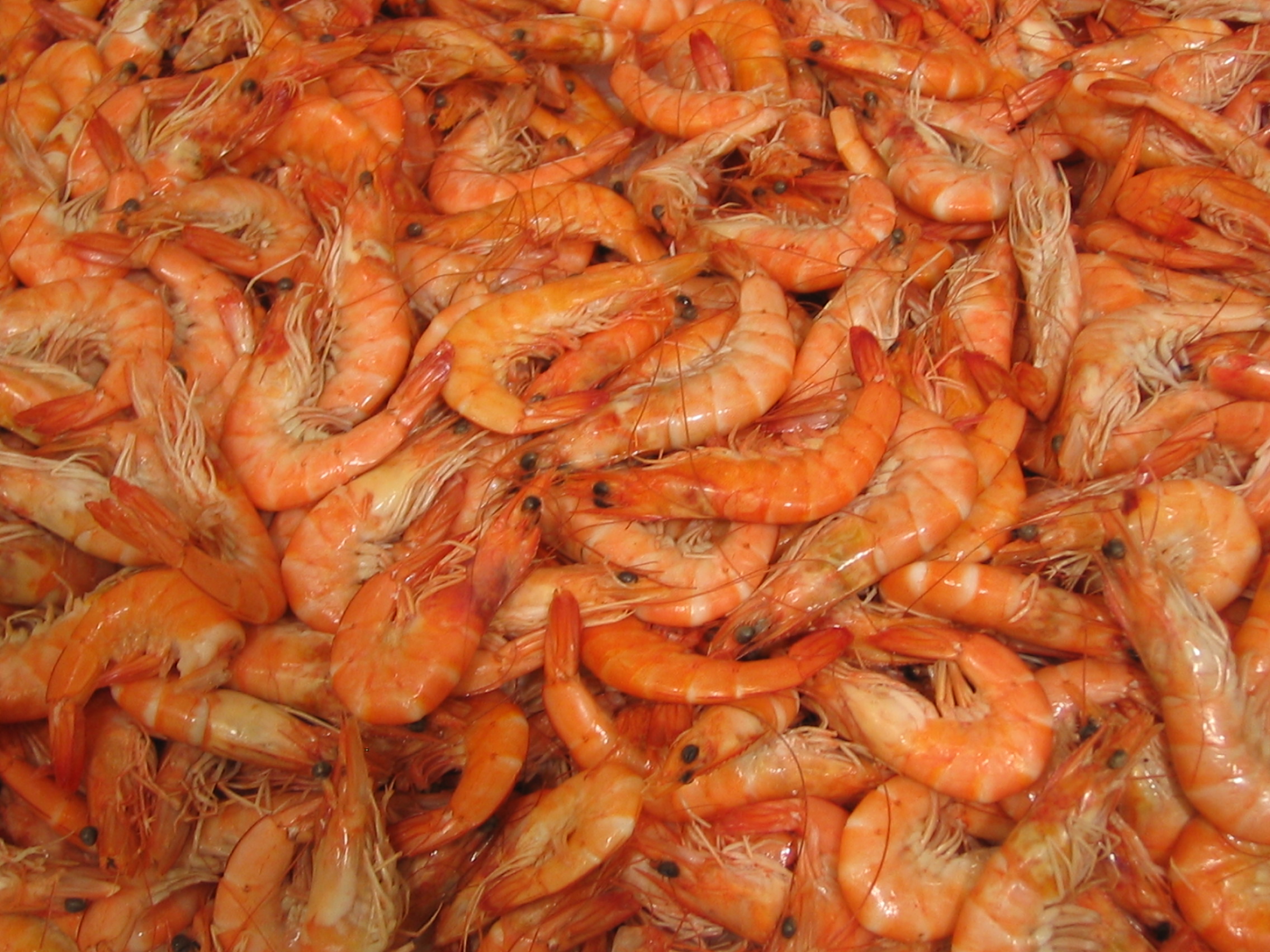 Delicious-Looking Shrimp.