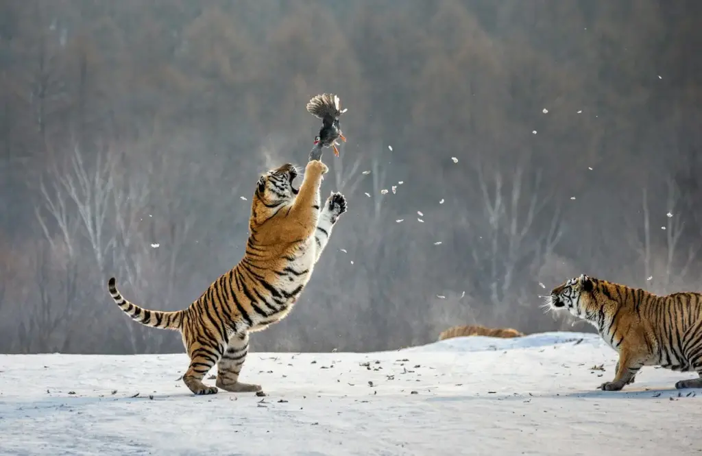 Siberian Tigers In The Snow Catching A Bird