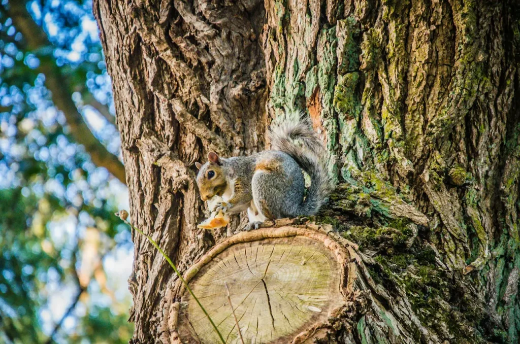 Squirrel Eating On Tree Stump