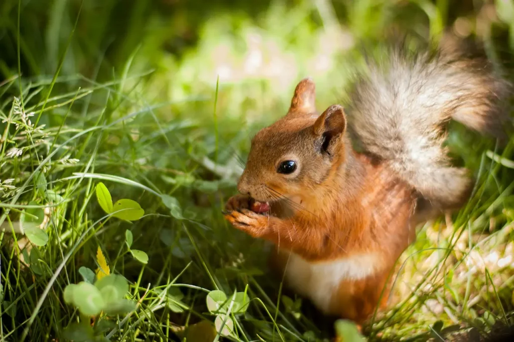 Squirrel In Grass Eating Saint Petersburg Russia