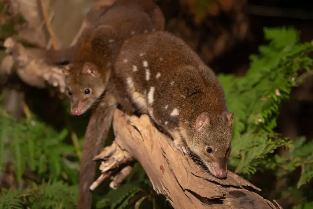 Two Tiger Quolls 