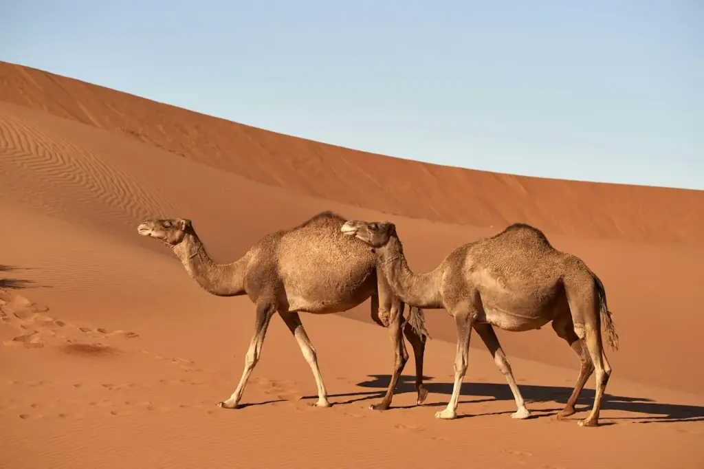 Two Camel on the Dessert 