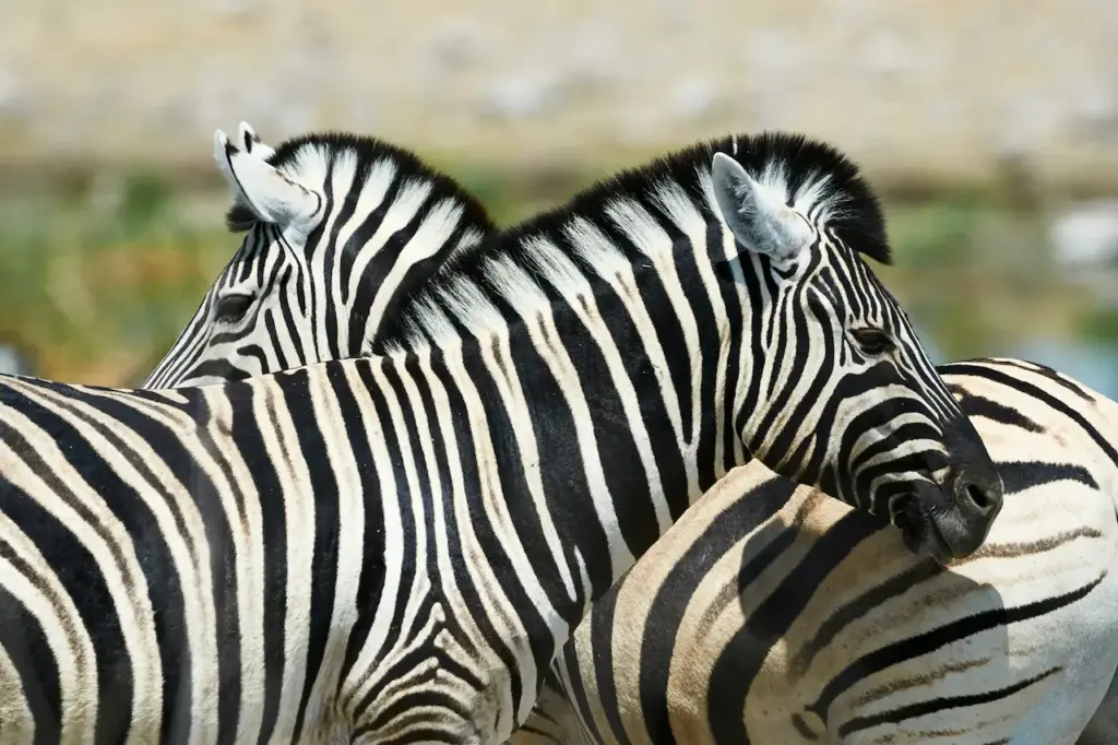 Two Zebra Standing on the Ground
