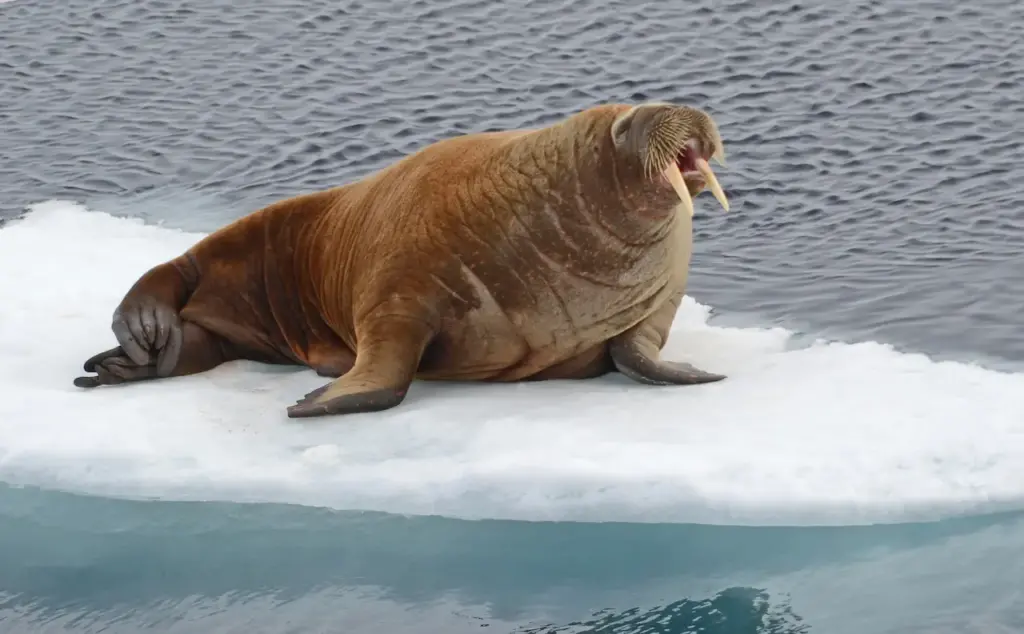 Walrus Laying On An Ice 