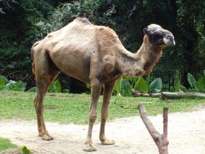 Camel Portrait What Eats A Camel