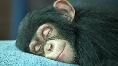 A Sleeping Chimpanzee What Eats A Chimpanzee