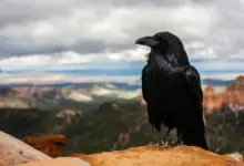 What Eats A Crow What Does A Crow Eat
