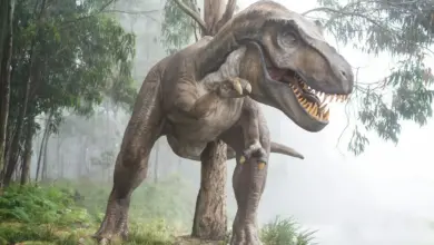 What Eats A Dinosaur What Do Dinosaurs Eat T-Rex