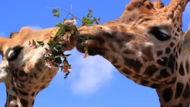 Two Giraffes Eating Together What Eats A Giraffe