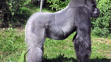 What Eats A Gorilla