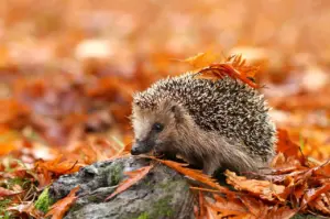 What Eats A Hedgehog