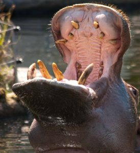 What Eats A Hippopotamus