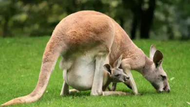 What Eats A Kangaroo