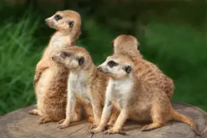What Eats A Meerkat