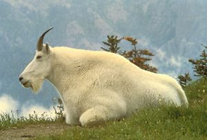 What Eats A Mountain Goat