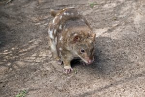 What Eats A Quoll