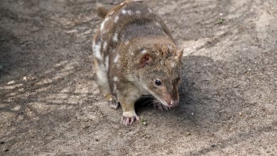 What Eats A Quoll