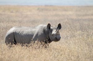 What Eats A Rhinoceros