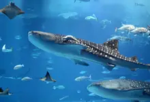 Whale Shark Swimming in a Swarm of Fish What Eats A Whale